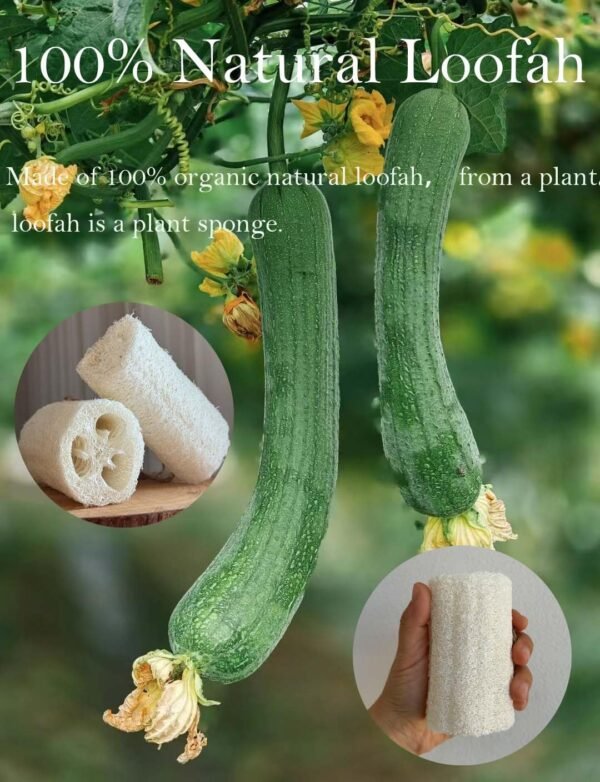 4"Plant Sponge 100% Natural Loofah Exfoliating Body and Face Sponge Scrubber for Skin Care in Bath Spa Shower Pack of 24 Made with Eco-Friendly and Biodegradable Shower Luffa Sponge - Image 5