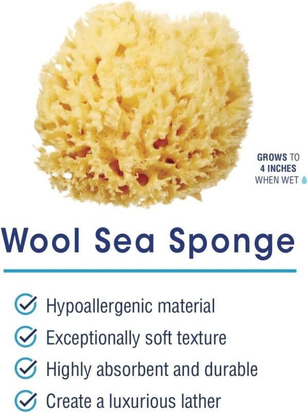 Delicate Skin Wool Sea Sponge 4 in | Real Natural Sponges for Body and Face Gentle Care | Luxurious Lather - Image 2