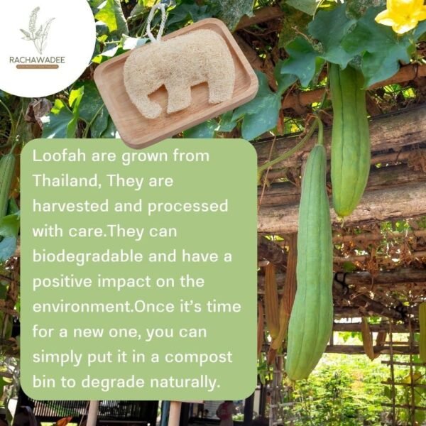 Thai Elephant Shaped Fancy Luffa,Natural Loofah Sponge Exfoliating Body Scrubber, Loofah Shower Pad, Eco-Friendly and Biodegradable,Bath and Spa for Men Women (2 Pack) - Image 5