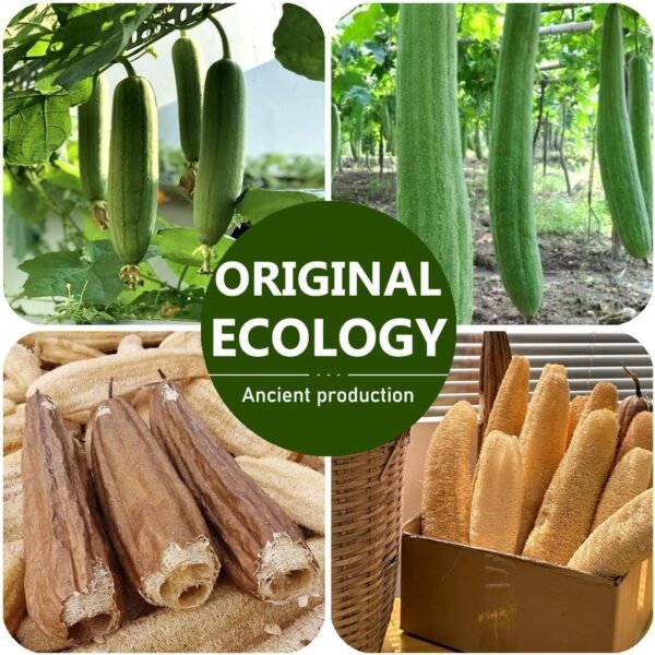 Natural Loofah Sponge Exfoliating Body Scrubber (2 Pack),Made with Eco-Friendly and Biodegradable Shower Luffa Sponge, Loofah for Women and Men, Beige (2) - Image 7