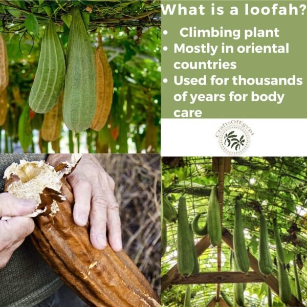 2 Exfoliating Body Scrubber Loofah Mittens Bath Sponge, All-Natural Egyptian Bath & Shower Exfoliating washcloth - Loofa Natural Sponge for Face, Back & Body, Eco Friendly and Biodegradable Loufa - Image 8