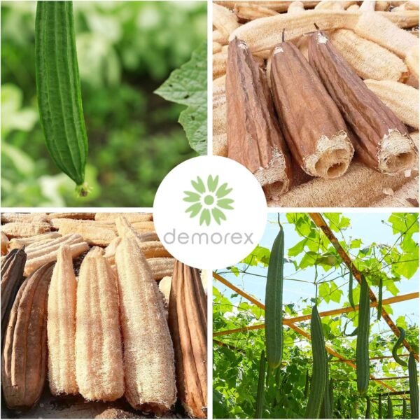 Natural Loofah Exfoliating Body Scrubber, Made with Eco-Friendly and Biodegradable Shower Luffa Sponge, Bath Shower Loofah Sponge for Women and Men, for Face and Body - Image 6