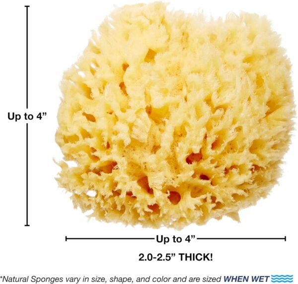 Delicate Skin Wool Sea Sponge 4 in | Real Natural Sponges for Body and Face Gentle Care | Luxurious Lather - Image 3