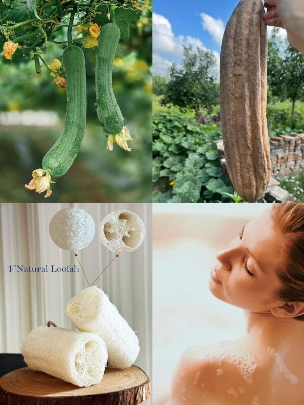 4"Plant Sponge 100% Natural Loofah Exfoliating Body and Face Sponge Scrubber for Skin Care in Bath Spa Shower Pack of 24 Made with Eco-Friendly and Biodegradable Shower Luffa Sponge - Image 6
