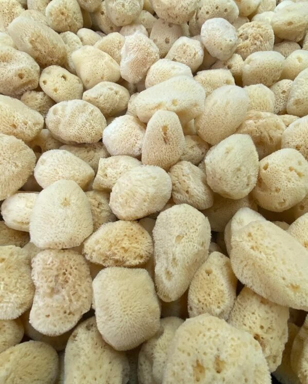 Soft Natural 12 Silk Sponges 1.5" Cosmetic Makeup Application Removal Face Eye Nail Cleaning Like Cotton Balls Awesome Aquatic Creating The Perfect Bath & Shower (12 Pack 1.5" Silk) - Image 2